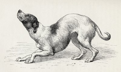 Dog in a humble and affectionate frame of mind, from Charles Darwin